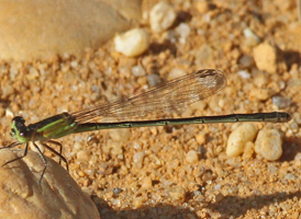 Rambur's Forktail